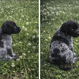 Dixie - Black roan female German Shorthaired Pointer puppy in Columbia, Louisiana from M&R Breeders