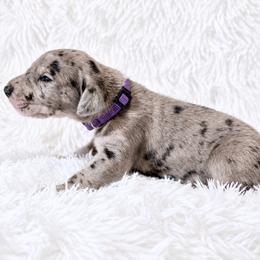 Katniss - Merle female Great Dane puppy in Montgomery, Texas from KD Sweet Southern Danes
