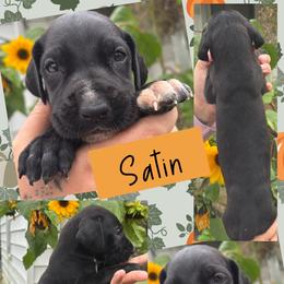 Satin - Black male Great Dane puppy in Wellsville, New York from Prophecy Danes