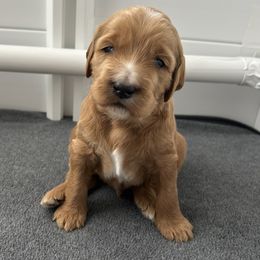 Goldendoodle Puppies from Hilltop Goldendoodles