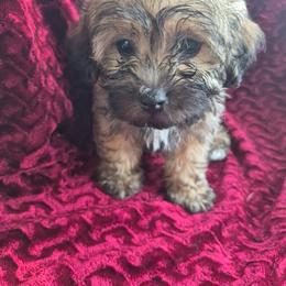 Vale - male Companion Cross puppy in Richmond, Texas from Marcia Hamlet