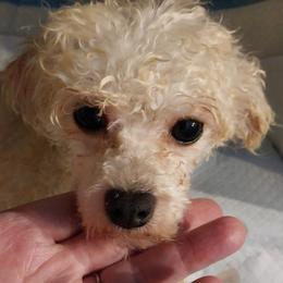 Joy - Poodle
