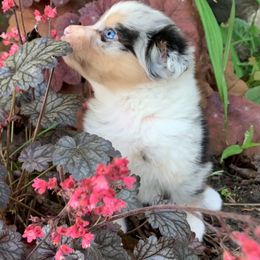 Australian Shepherd Puppies from Aussome Pups at Alexander Farm
