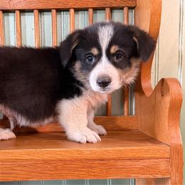 Pluto - Black and tan male Pembroke Welsh Corgi puppy in Derby, Iowa from NHC Kennels