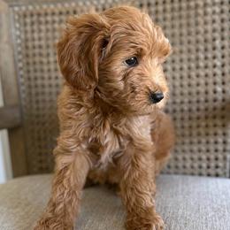 Reserve Little Scoop 3 (M) - Red  male Goldendoodle puppy in Modesto, California from Central Valley Canine Companions