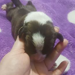 Boy 1 - Brindle male Boxer puppy in Shelbyville, Tennessee from Layne's Boxers