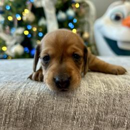 Tesla - Red female Dachshund puppy in Temecula, California from Naomi Magee's Dachshund Kennel