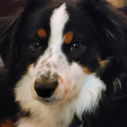 Wren - Miniature American Shepherd