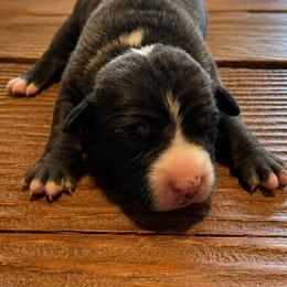 Girl 2 - Seal brown female American Pit Bull Terrier puppy in Lakewood, Washington from Perrault Kennels