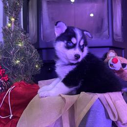 Oreo - Black and white male Pomsky puppy in Troy, Montana from Sun-Kissed Mountain Homestead