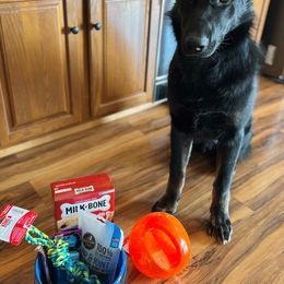 German Shepherd All Grown Up from Legacy Shepherd Kennels LLC