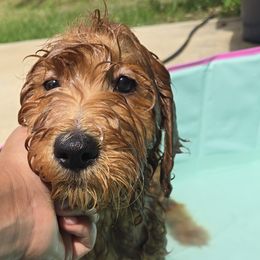 Goldendoodles from Miriam Williams