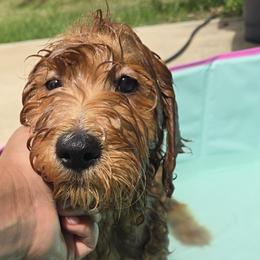 Goldendoodles from Miriam Williams