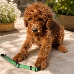 Green - Red  male Poodle puppy in Sacramento, California from Golden doodles  Lovers