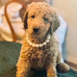 Amber - Apricot female Goldendoodle puppy in Easley, South Carolina from Our Darling Doodles
