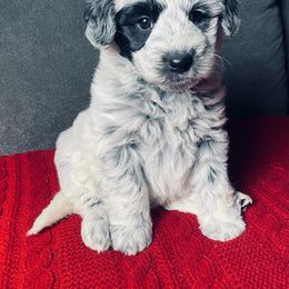 Holly - Black and white female Sheepadoodle puppy in Pataskala And Thornville, Ohio from Four Front Doodles - Pataskala