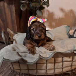 Scarlett - Red female Dachshund puppy in Jacksonville, Florida from Florida Dippin’ Dachshunds & Aussiedoodles