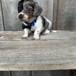 Dapple Piebald Male - Dapple male Dachshund puppy in South Willard, Utah from Doxies in the Sun