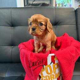 Daisy - Ruby female Cavalier King Charles Spaniel puppy in Cerro Gordo, North Carolina from Cloverleaf K9 Connections