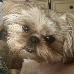 Tawanda - Shih Tzu