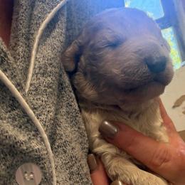 Girl 2 - Red  female Goldendoodle puppy in Lumberton, Texas from Southeast Texas Goldendoodles