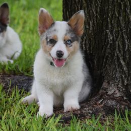 Willow - American Corgi