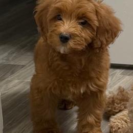 Crush - Red male Cavapoo puppy in Fort Worth, Texas from Aloha Paradise Poodles LLC