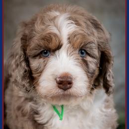 Russet - Chocolate merle male Bernedoodle puppy in Connersville, Indiana from Deaz Doodle Ranch