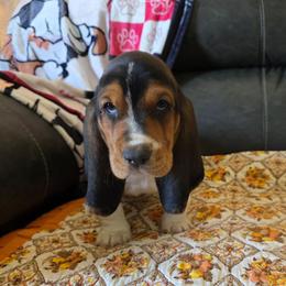 Stuffing - Black white and brown male Basset Hound puppy in Princeton, Minnesota from Blissful Basset Hounds
