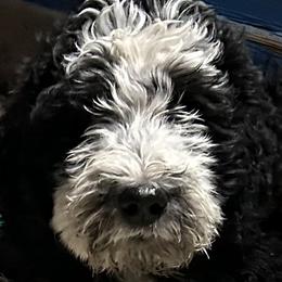 Bernedoodles from Nana’s Doodles