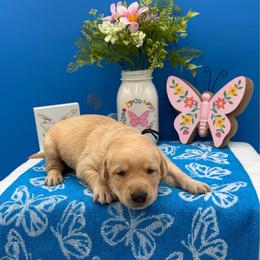 Blue - Yellow male Labrador Retriever puppy in Heath Springs, South Carolina from Rich Hill Retrievers