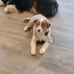 Australian Shepherd Puppies from Georgia Peach Aussies