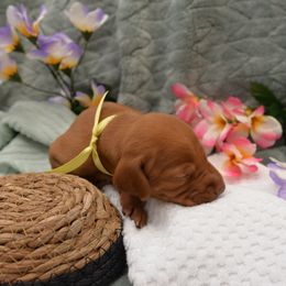 Mr Yellow - Golden rust male Vizsla puppy in Lexington, Kentucky from Summit Vizsla (we can deliver to you)