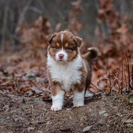 GAKU - Red tri-color Australian Shepherd puppy in Mountain View, Missouri from Haven Aussies