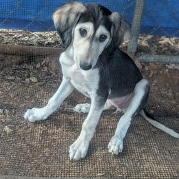 Saluki Puppies from Sahar Paz Salukis