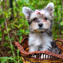 Companion Cross, Havanese, Mal-Shi, Maltese, Maltipoo, Morkie, and Shih Tzu Puppies from Seeking Shalom Acres Maltese, Maltipoos & Havamalts