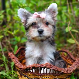 Companion Cross, Havanese, Mal-Shi, Maltese, Maltipoo, Morkie, and Shih Tzu Puppies from Seeking Shalom Acres Maltese, Maltipoos & Havamalts