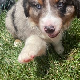 Australian Shepherd Puppies from Midwest Guardian Aussies