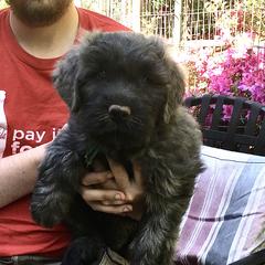 Bouvier des Flandres Puppies from Abken Bouviers