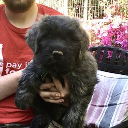 Bouvier des Flandres Puppies from Abken Bouviers