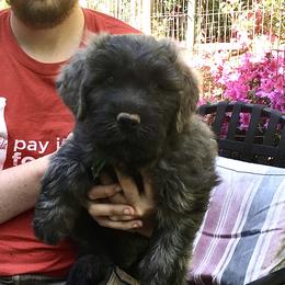 Bouvier des Flandres Puppies from Abken Bouviers