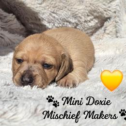 Kanga - Dapple female Dachshund puppy in Leesburg, Florida from Mini Doxie Mischief Makers