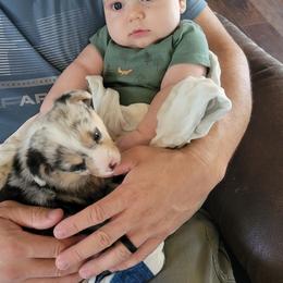American Corgi Puppies from Piney Woods Corgis