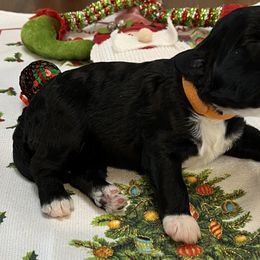 Girl 3 - Black and white Portuguese Water Dog puppy in Illinois from Pastor dePeixes