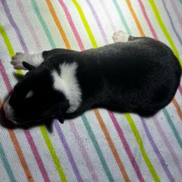 Mochi - Black and tan male Pembroke Welsh Corgi puppy in Nortonville, Kansas from Low Riders Corgis & Mini Aussies