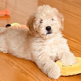 Cavapoo and Goldendoodle Puppies from Safari Doodles