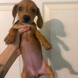 Amber - Red female Dachshund puppy in Willis, Texas from Dots Dachshunds