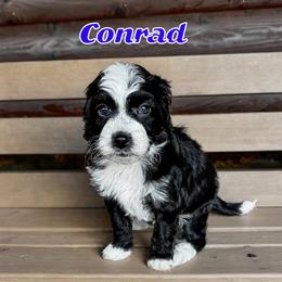 Conrad - male Golden Mountain Doodle puppy in Banner Elk, North Carolina from Walnut Tree Bernedoodles