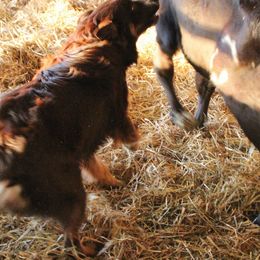 Australian Shepherds from Twisted Wire Australian Shepherds