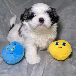 Shih Tzu Puppies from Ren